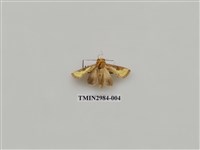 藏品(夜蛾400)的圖片